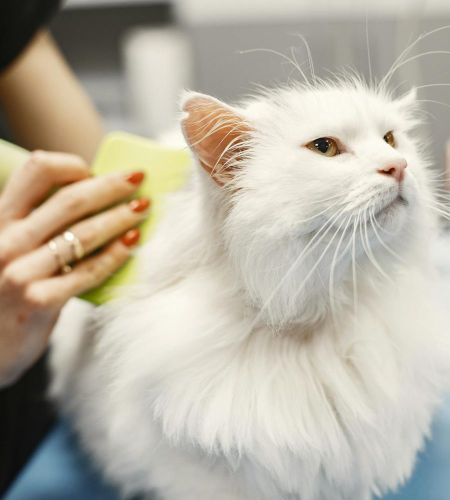 pexels-gustavo-fring-6816855 (1)